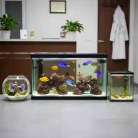 Poissons et Aquariums